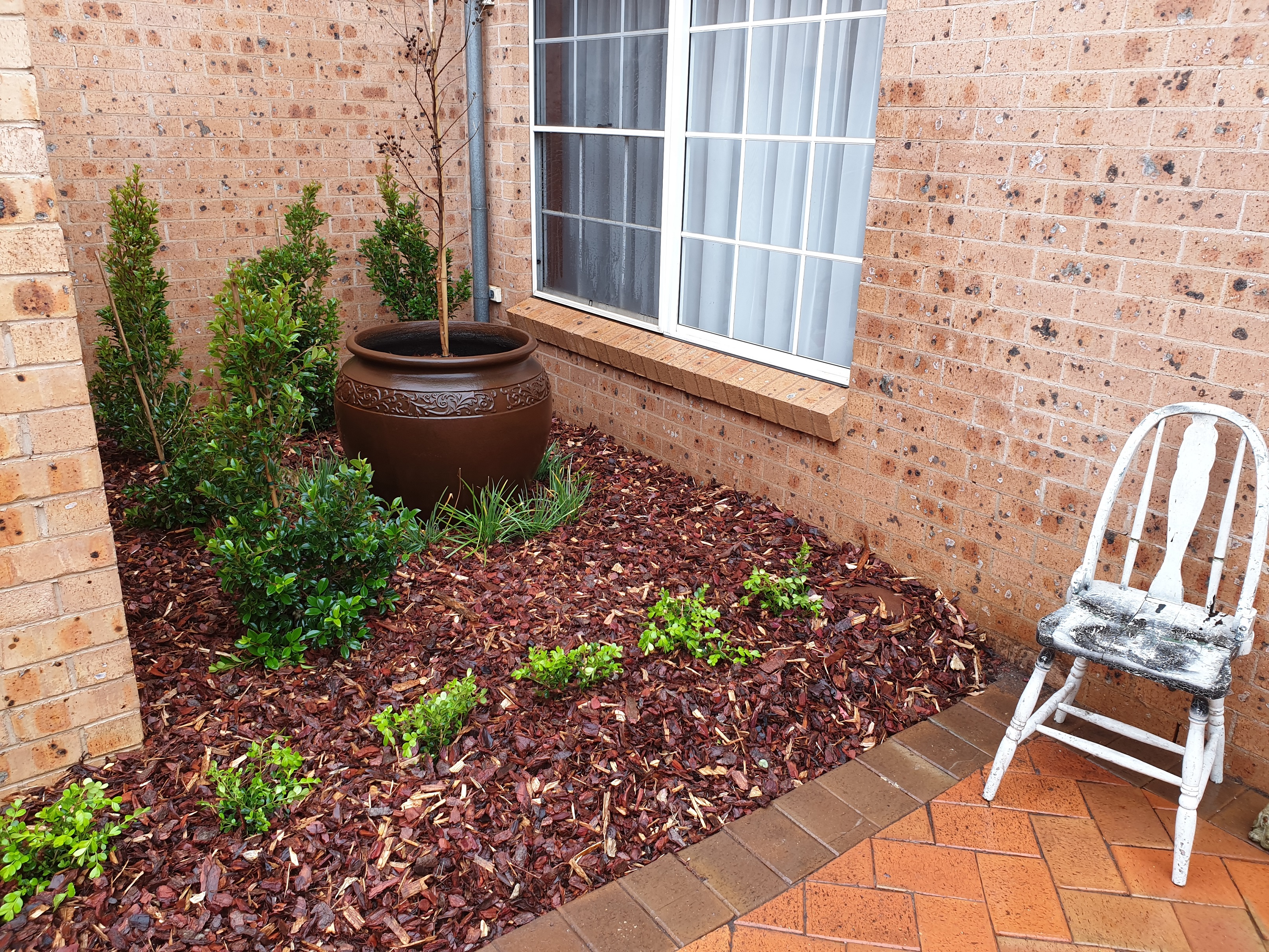 Courtyard Garden, Potted Tree